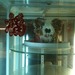 ubearbear